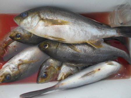 大進丸（愛知） 釣果
