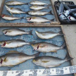 大進丸（愛知） 釣果