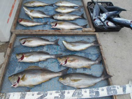 大進丸（愛知） 釣果