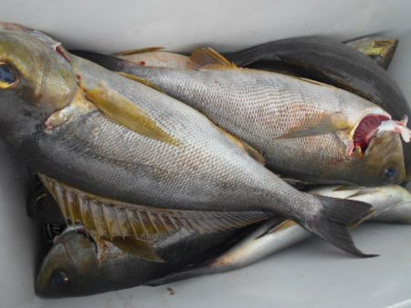 大進丸（愛知） 釣果