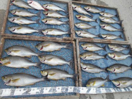 大進丸（愛知） 釣果