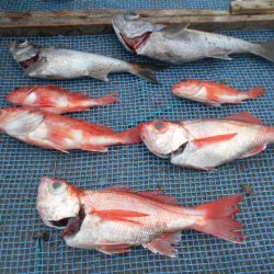 大進丸(愛知) 釣果