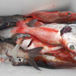 大進丸(愛知) 釣果