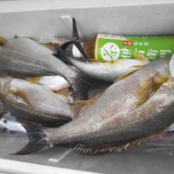大進丸（愛知） 釣果