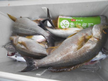 大進丸（愛知） 釣果