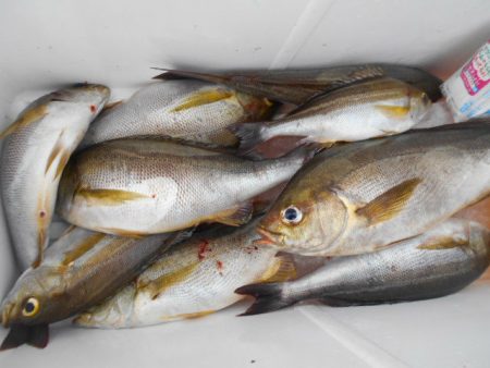 大進丸（愛知） 釣果