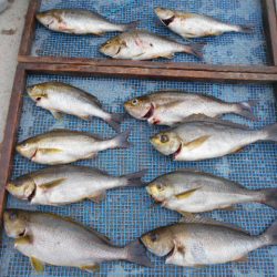 大進丸（愛知） 釣果