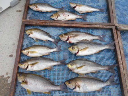 大進丸（愛知） 釣果