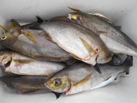 大進丸（愛知） 釣果