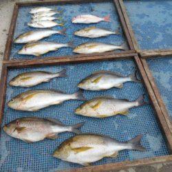 大進丸（愛知） 釣果