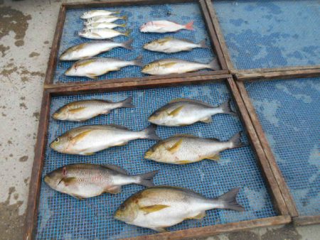 大進丸（愛知） 釣果