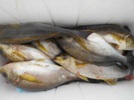 大進丸（愛知） 釣果