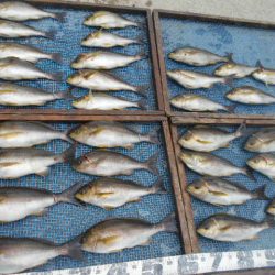 大進丸（愛知） 釣果