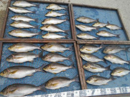 大進丸（愛知） 釣果