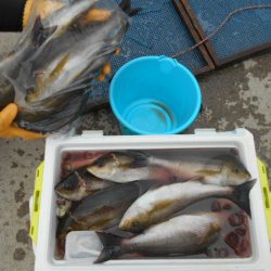 大進丸（愛知） 釣果