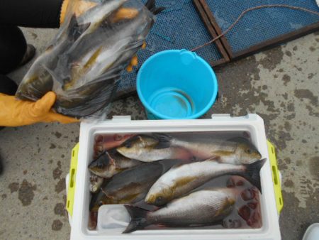 大進丸（愛知） 釣果