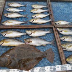 大進丸（愛知） 釣果