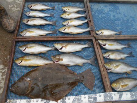 大進丸（愛知） 釣果