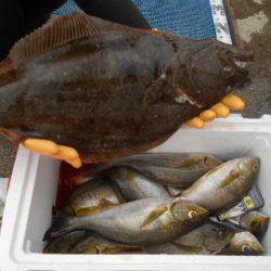 大進丸（愛知） 釣果