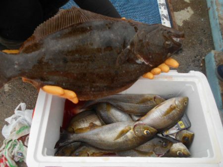 大進丸（愛知） 釣果