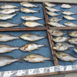 大進丸（愛知） 釣果