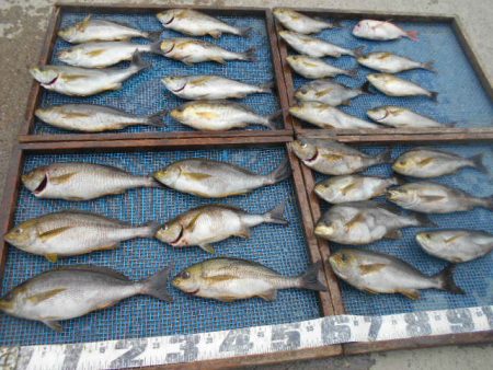 大進丸（愛知） 釣果