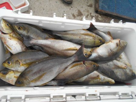 大進丸（愛知） 釣果