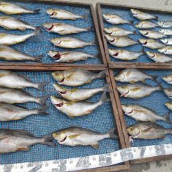 大進丸（愛知） 釣果