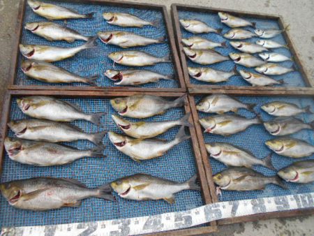 大進丸（愛知） 釣果