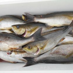 大進丸（愛知） 釣果