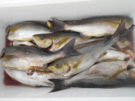 大進丸（愛知） 釣果