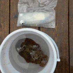 こかわ渡船　雅丸 釣果