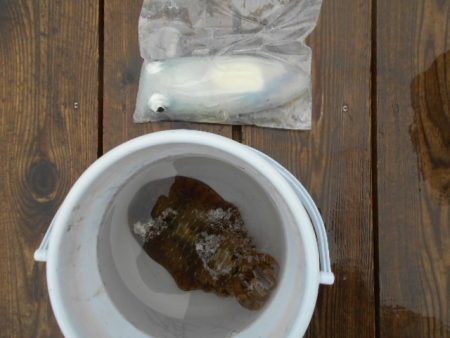 こかわ渡船　雅丸 釣果