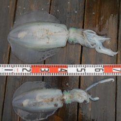 こかわ渡船　雅丸 釣果