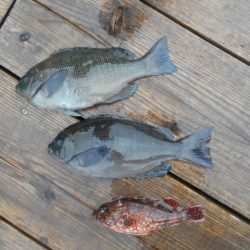 こかわ渡船 雅丸 釣果