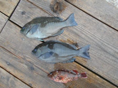 こかわ渡船　雅丸 釣果