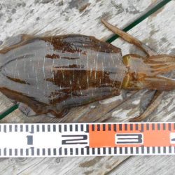 こかわ渡船 雅丸 釣果