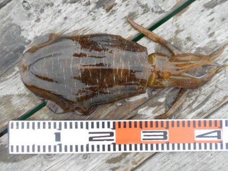 こかわ渡船 雅丸 釣果