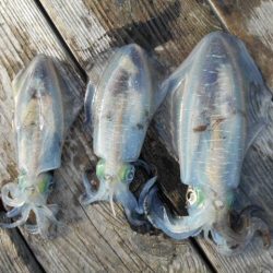 こかわ渡船　雅丸 釣果