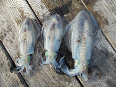 こかわ渡船　雅丸 釣果