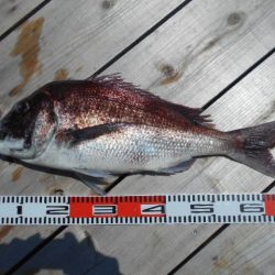 こかわ渡船　雅丸 釣果