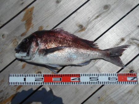 こかわ渡船　雅丸 釣果