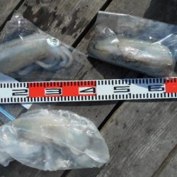 こかわ渡船 雅丸 釣果