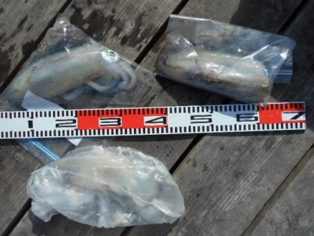 こかわ渡船 雅丸 釣果