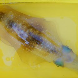 こかわ渡船 雅丸 釣果