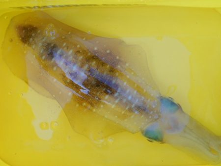 こかわ渡船 雅丸 釣果