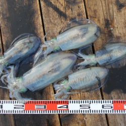 こかわ渡船 雅丸 釣果