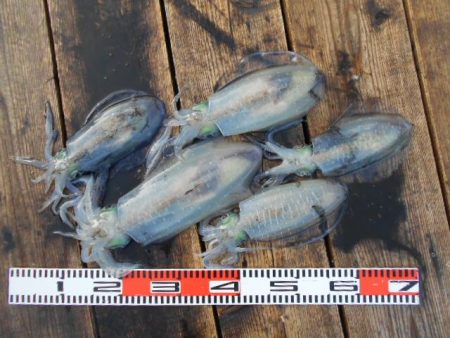 こかわ渡船　雅丸 釣果