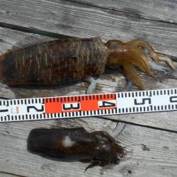 こかわ渡船　雅丸 釣果