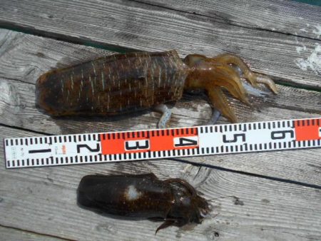 こかわ渡船　雅丸 釣果